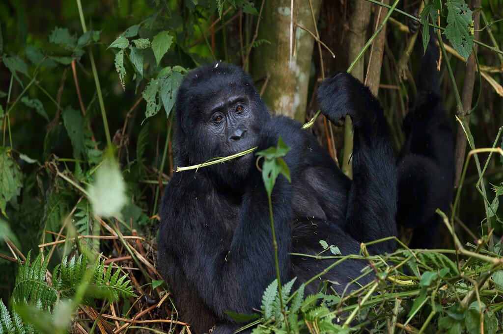 gorilla trekking Uganda Rwanda Congo