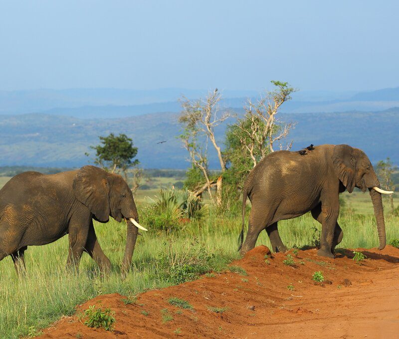 Uganda Safari Tour Murchison Falls