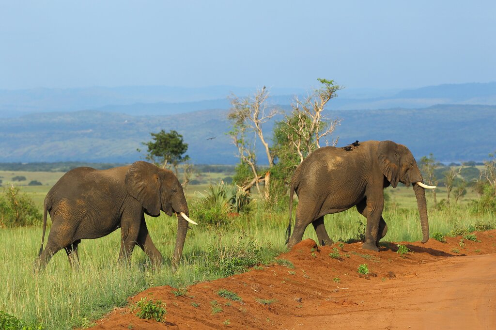 Uganda Safari Tour Murchison Falls