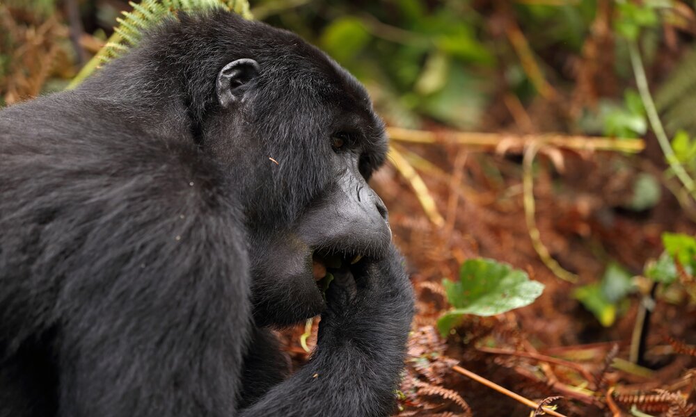 Gorilla Habituation Experience