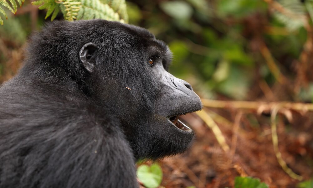 Gorilla Safaris Uganda Rwanda
