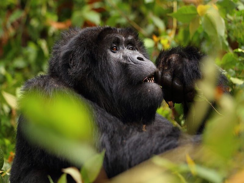 Gorilla Safari in Uganda