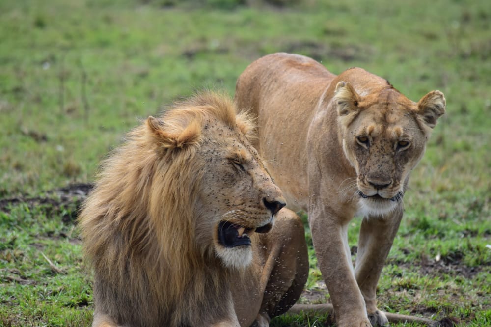 Lion Trekking Queen Elizabeth