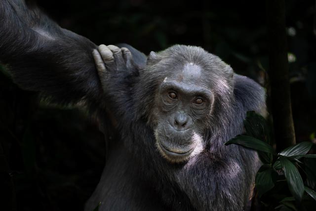 Chimpanzee Trekking Uganda Safaris