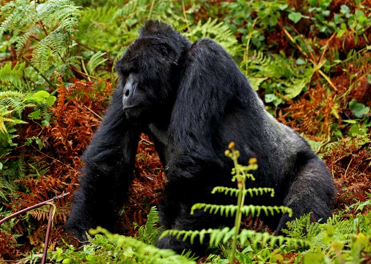 Rwanda Gorilla-Trekking-Safari