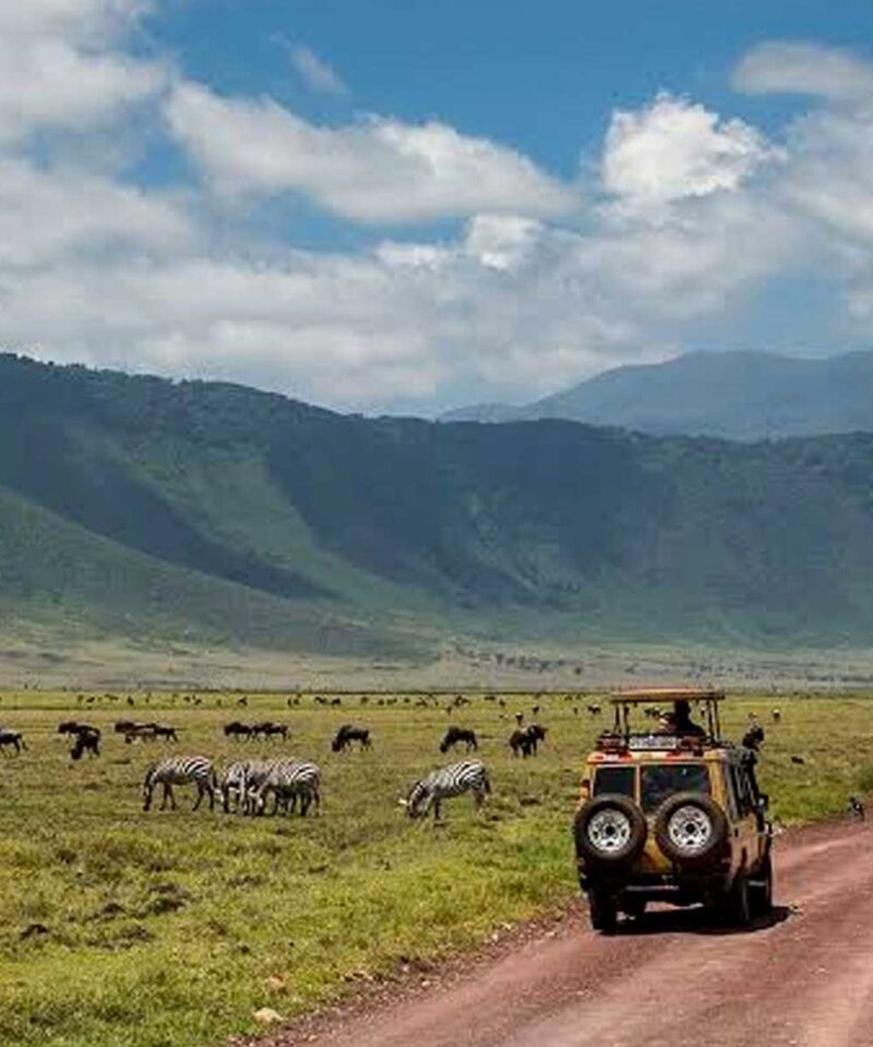 Tanzania Wildlife Safari