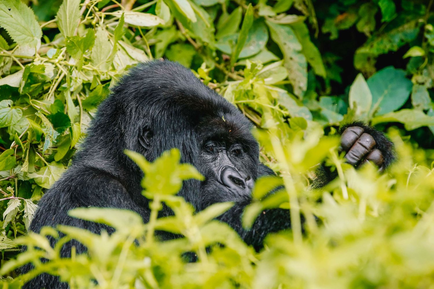 gorilla-trekking-in-uganda-and-rwanda